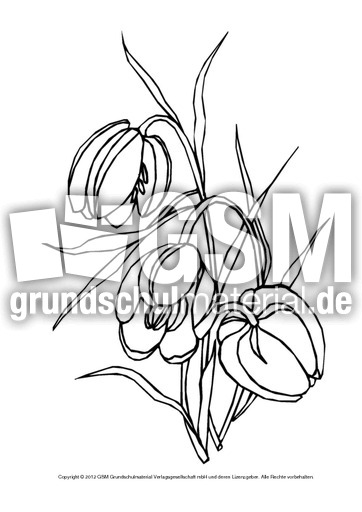 Ausmalbild-Tulpe-2.pdf